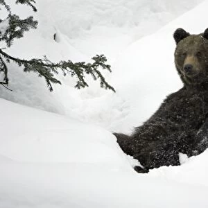 European Brown Bear- young animal sitting in snow Bavaria, Germany