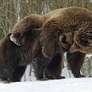 European Brown Bears - Male (on right) and female play-fighting in snow, part of courtship ritual