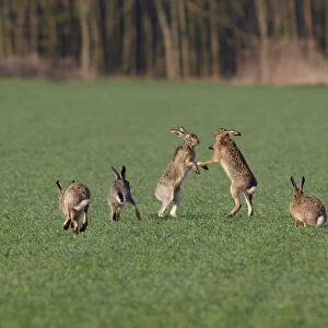 European / Brown Hare - fighting in mating season - Austria