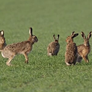 European / Brown Hare - in mating season - Austria