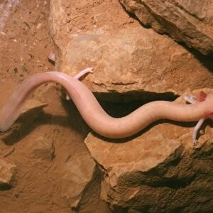 European Cave Salamander / Olm Croatia