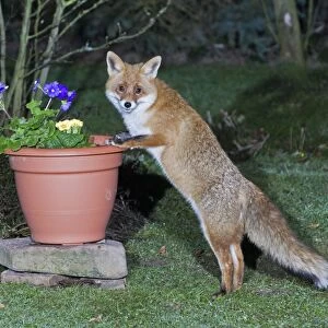 European Fox - searching for food in garden plant pot - Lower Saxony - Germany