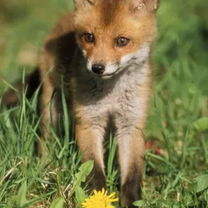 European Fox USH 234 Cub Vulpes vulpes © Duncan Usher / ardea. com European Fox USH 234 Cub Vulpes vulpes © Duncan Usher / ardea. com