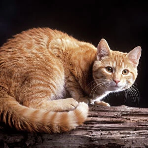 European Ginger Tabby Cat