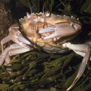 European Green / Shore Crab - UK