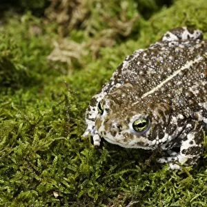 European Green Toad. Alsace - France