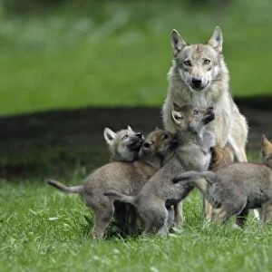 European Grey Wolf- cubs begging for food from female, Lower Saxony, Germany