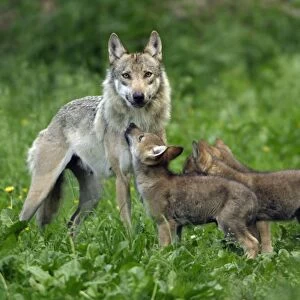European Grey Wolf- cubs begging for food from female, Lower Saxony, Germany