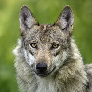 European Grey Wolf- portrait, Lower Saxony, Germany