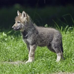 European Grey Wolf- young cub, alert, lower Saxony, Germany