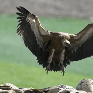 European Griffon Vulture, Andalucia, spain, February