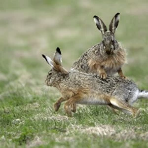 European Hare- buck and doe showing courting behaviour, Neusiedler See NP, Austria