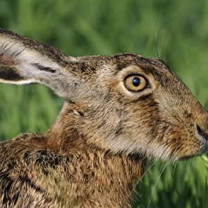 European hare - close-up with ears back eating grass