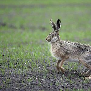 European Hare- on corn field, alert, Neusiedler See NP, Austria