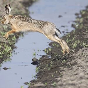 European Hare - jumping over stream - Austria