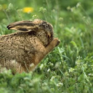 European Hare - young cleaning itself