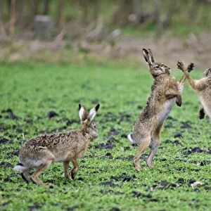 European Hares - give high five - fighting in mating season - Austria