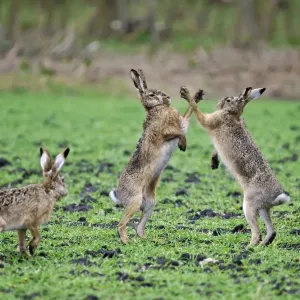 European Hares - give high five - fighting in mating season - Austria European Hares - give high five - fighting in mating season - Austria
