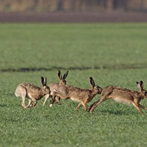 European Hares - running behind each other in mating season - Burgenland - Austria