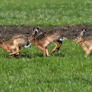 European hares running - mating season, Austria