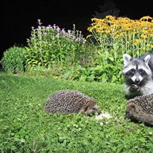 European Hedgehog - 2 animals in garden with racoon, (Procyon lotor), feeding at night, Lower Saxony, Germany