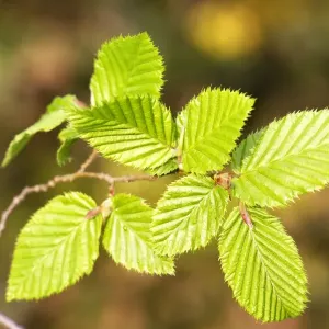European Hornbeam - close-up of leaves European Hornbeam - close-up of leaves