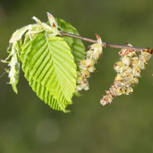 European Hornbeam - close-up of leaves Alsace France European Hornbeam - close-up of leaves Alsace France