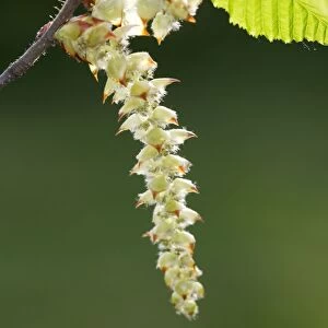 European Hornbeam - close-up of seed catkins Alsace France