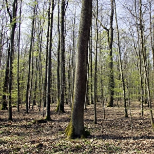European Hornbeam & European Beech forest Alsace France