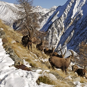 European Ibex - On mountainside in snow