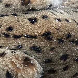 European Lynx - close up detail of fur, in winter Bavaria, Germany