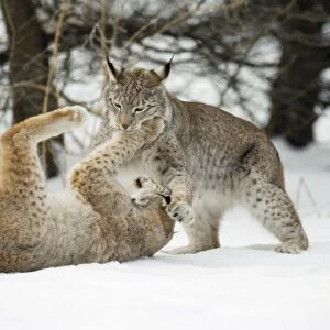 European Lynx - play-fighting