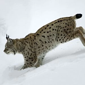 European Lynx - running through deep snow, winter Bavaria, Germany