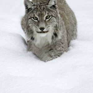 European Lynx - standing in deep snow, winter Bavaria, Germany