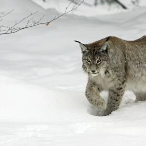 European Lynx - striding through deep snow, winter Bavaria, Germany