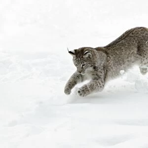 European Lynx - young animal jumping after mouse in snow - Hessen - Germany