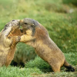 European Marmot