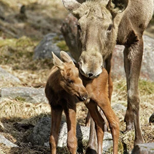European Moose / Elk - mother with 15 day old calf. Finland