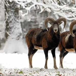 European Mouflon - rams in snow, Germany