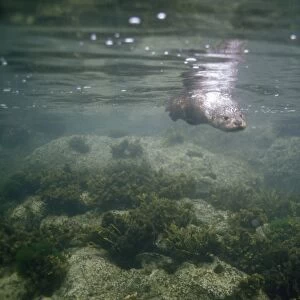 European Otter - diving underwater looking for fish - Scotland