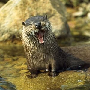 European Otter - yawning