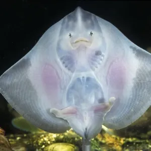 European Plaice - swimming European Plaice - swimming