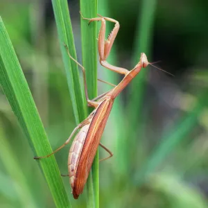 European / Praying Mantis - hides in long grasses - typical in steppe - near river Ural - Orenburg region - July Ku41. 2880