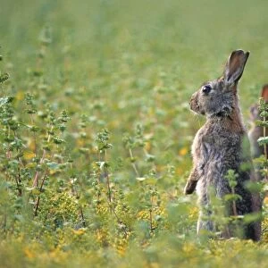 European Rabbit - in meadow
