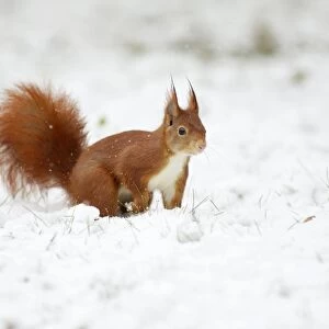 European Red Squirrel - searching for food in snow, Lower Saxony, Germany