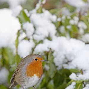 European Robin - perched on spade handle in snow - Woodmancote Cotswolds - UK
