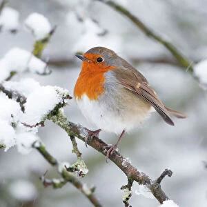 European Robin in snow - Close-up showing puffed up breast feathers and snow falling - North Yorkshire - UK