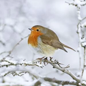 European Robin - In winter with snow - Cleveland - UK