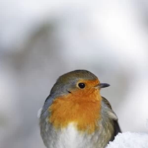 European Robin - in winter - on snowy branch - Cleveland - UK