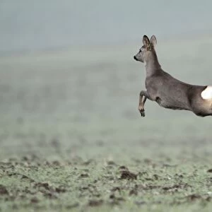European Roe Deer - leaping in flight across winter corn crop - Lower Saxony - Germany